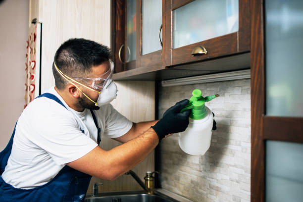Wasp Removal Services in Marion, SC