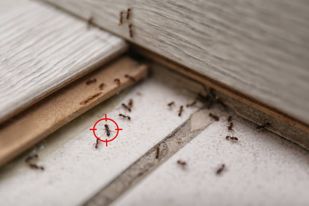 Best Affordable Pest Control Services  in Marion, SC