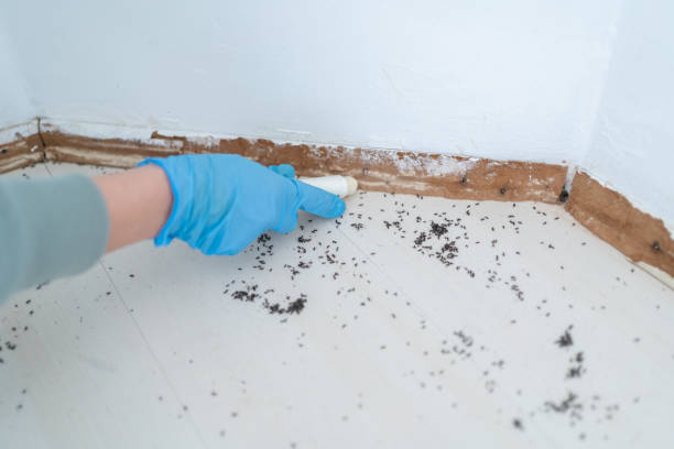 Best Affordable Pest Control Services  in Marion, SC